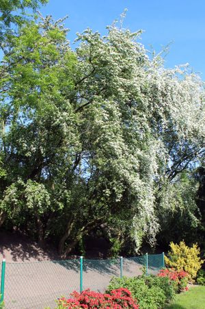 산사나무는 정원 구획을 구분한다; 전설에 따르면, 산사나무는 요정과 강하게 연관되어 있다.