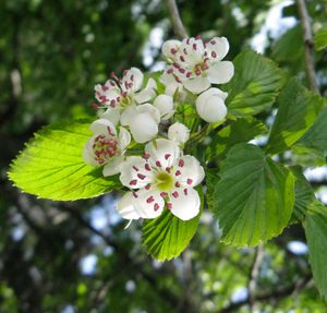 Crataegus punctata의 꽃