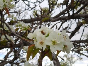 배나무 꽃에서 수분을 하는 벌