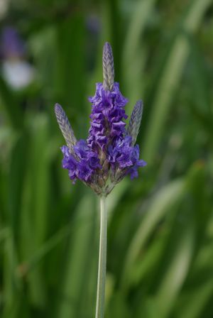 Lavandula multifida