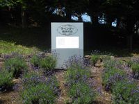 라벤더 발상지 (삿포로시 미나미구 미나미자와)