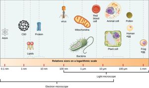 미세한 개체의 상대적 크기
