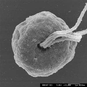 녹조류, Pyramimonas