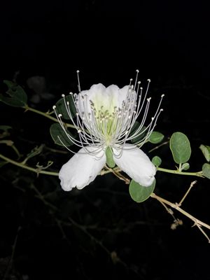 Behbahan, 이란의 케이퍼 꽃