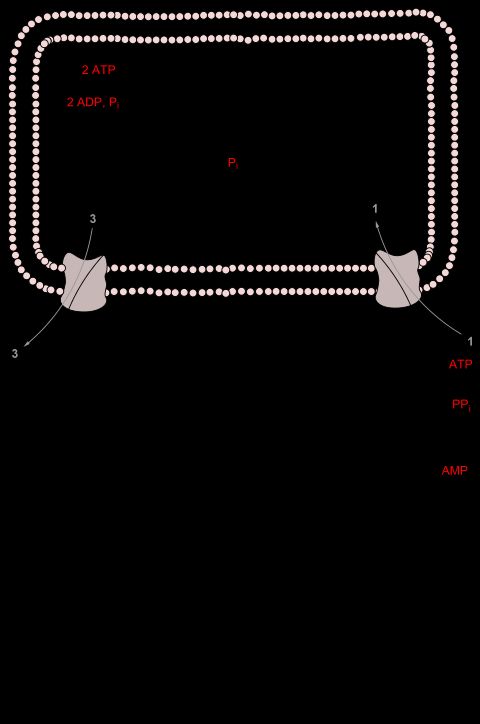 요소 회로의 반응1 L-오르니틴2 카바모일 인산3 L-시트룰린4 아르기니노석신산5 푸마르산6 L-아르기닌7 요소L-Asp L-아스파르트산CPS-1 카바모일 인산 합성효소 IOTC 오르니틴 카바모일기전이효소ASS 아르기니노석신산 생성효소ASL 아르기니노석신산 분해효소ARG1 아르기네이스