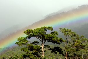 비도웁 누이바 국립공원의 소나무
