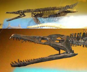 Pliosaurus rossicus의 골격 및 두개골 모형, 와이오밍 공룡 센터