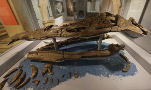 BRSMG Cc332의 두개골