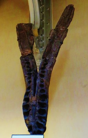 프랑스에서 발견된 하악, MNHN cat.24.1. 과거 P. brachyspondylus로 분류되었던 표본이다.