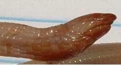 굴착에 사용되는 머리 부분 (플로리다지렁이도마뱀)