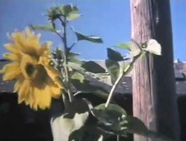 제시 리차드의 So tell me again의 한 장면