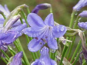 아가판투스 아프리카누스(Agapanthus africanus) 꽃