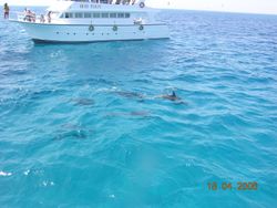 홍해에서의 돌고래 관광 모습