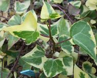 Senecio macroglossus (왁스 아이비)