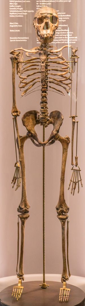 KNM-WT 15000(투르카나 보이, "Turkana Boy"), 7세에서 12세 사이의 호모 에르가스테르