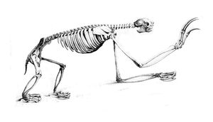 엷은목세발가락나무늘보의 골격