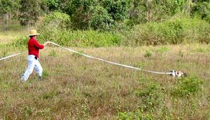 텐터필드 테리어가 트래킹 시합에서 긴 목줄을 하고 있다