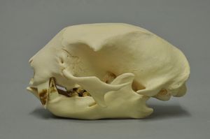 호프만두발가락나무늘보의 두개골