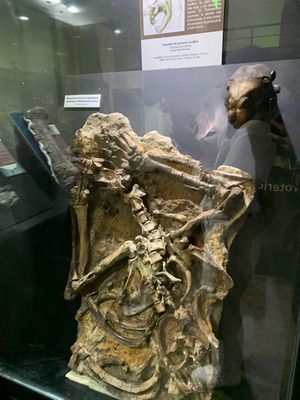 리마 국립 자연사 박물관에 있는 T. natans 화석