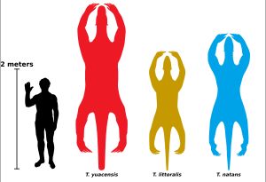 사람과의 크기 비교. T. yuacensis (빨강), T. littoralis (노랑), T. natans (파랑)