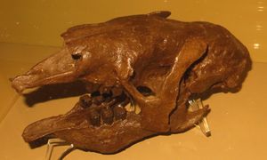 탈라소크누스 두개골의 캐스트 모형, 독일 바덴-뷔르템베르크 주 칼스루에 주립 자연사 박물관