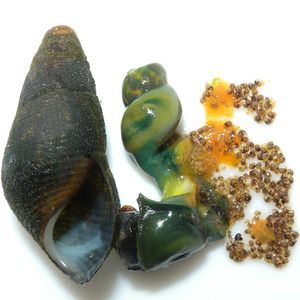 Semisulcospira libertina는 수백 개의 배아를 가질 수 있다.