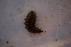 일본 반딧불이 Luciola cruciata의 유충은 Semisulcospira libertina의 포식자이다.