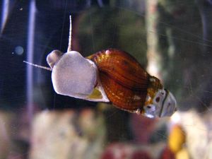 오사카시 수도 기념관 사육 개체