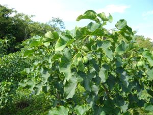 자트로파(Jatropha curcas)는 바이오 연료를 생산하는 데 사용되는 현금 작물이다.