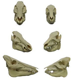 멧돼지 (왼쪽)와 흰목도리페커리 (오른쪽)의 두개골: 페커리의 위턱 송곳니가 아래를 향하고 있음에 주목.