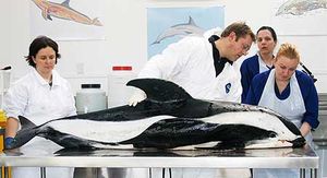 모래시계돌고래의 부검. 측면의 표시는 종을 식별하는 특정 특징이다.