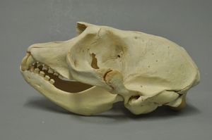 두건물범의 두개골