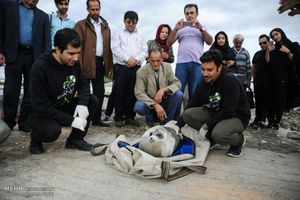 보호 및 방류된 카스피해물범