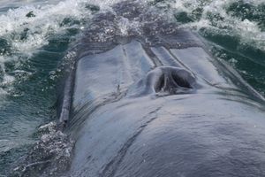 「Bryde's Whale complex」의 보편적인 특징인, 머리 부분의 3개의 융기선.