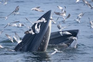 타이만에서의 "트랩 피딩"의 모습.