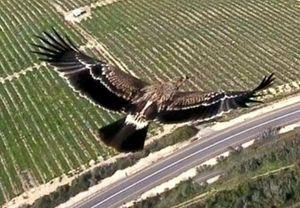 이스라엘의 황제독수리