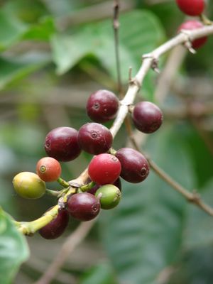 커피 체리 (Coffea arabica) – 핵과 또는 장과로 묘사됨