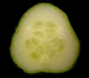 오이 열매의 단면(Cucumis sativus)