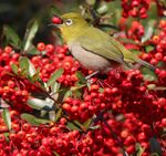 동박새가 먹는 피라칸타 (장미과)의 열매 (장과)