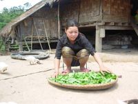 따오이족 여성이 '팍 갓'으로 알려진 잎을 펼치고 있다, 살라반 주, 라오스