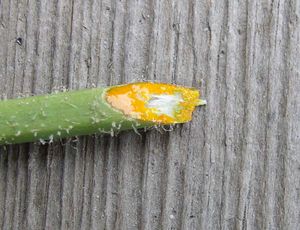 잘린 줄기에서 노란색 즙이 나옴