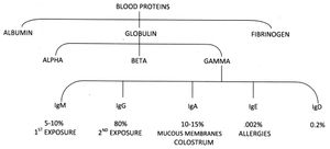 알부민과 다양한 면역글로불린의 수준