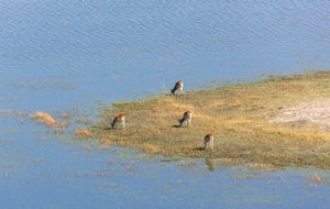 레체 영양의 작은 무리, 오카방고 삼각주
