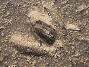 쿠웨이트 사막의 마른 유전 호수의 단단한 상층에 덮인 새의 미라 유해 사진(2008년).