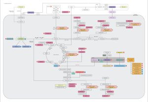 CMAMMA의 병태생리학 개요