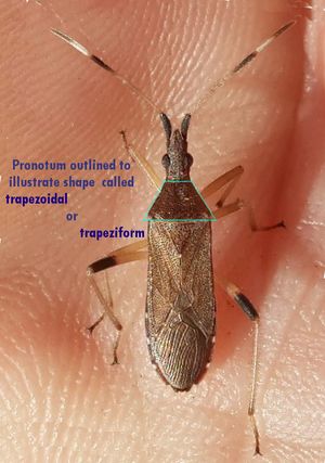 앞가슴등판이 사다리꼴 모양인 풀색노린재의 예