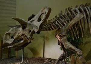 옆에서 본 골격