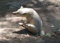 늑대 (Canis lupus)