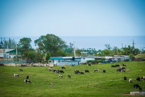 바케리아 세이바 델 마르
