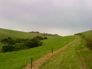 미들랜드 사우스의 사탕수수